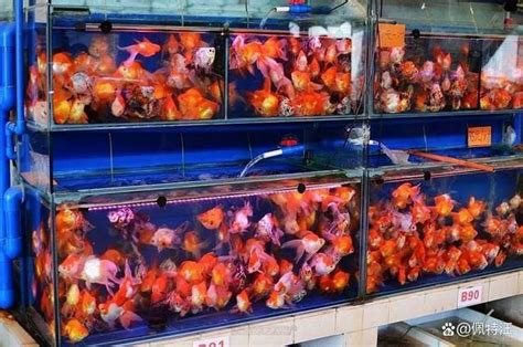 魚缸 換水|養魚要換水嗎？4種換水方式完整教學 